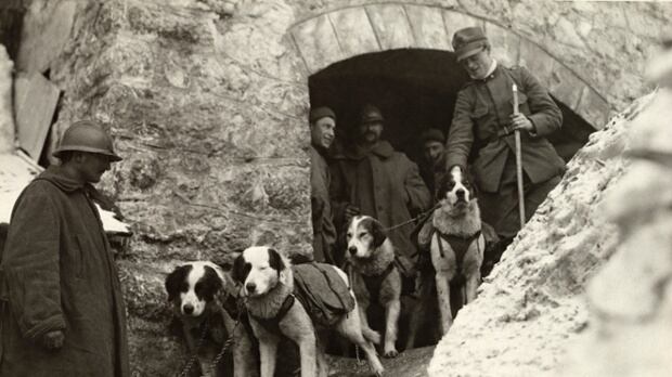 Quegli eroi bestiali che si fecero onore nella Grande Guerra