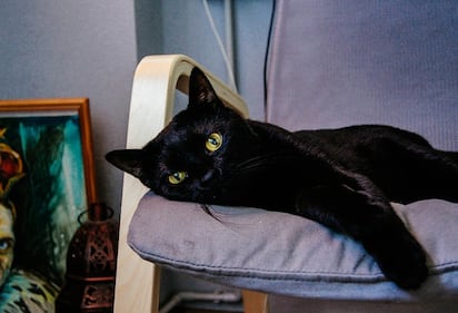 Gatto nero, foto 48