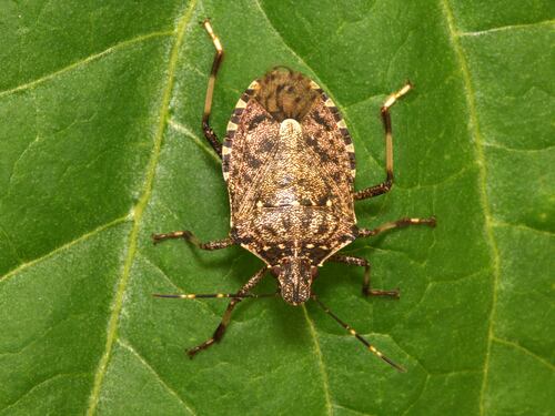 La strage silenziosa della cimice asiatica, agricoltura in ginocchio