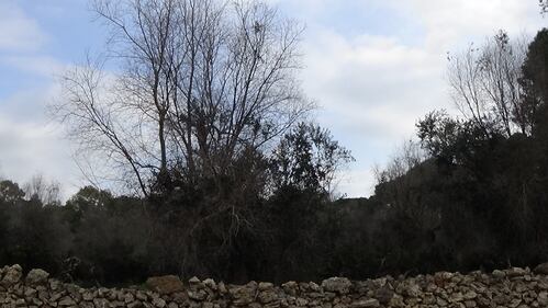 Gallipoli, l'epicentro del focolaio dove gli ulivi "sono stati lasciati morire" 4