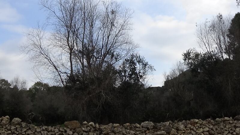 Gallipoli, l'epicentro del focolaio dove gli ulivi "sono stati lasciati morire" 4