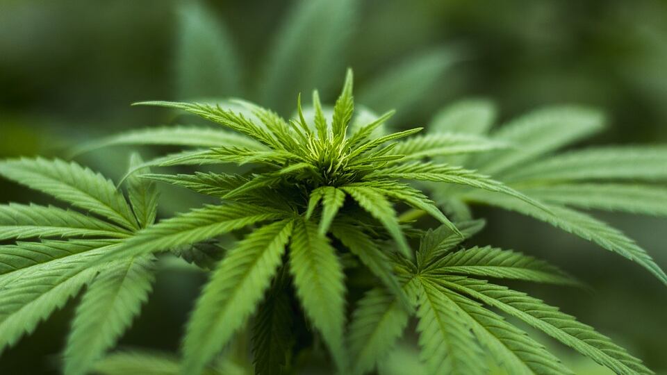 Il reddito di cittadinanza non gli basta: spaccia hashish per arrotondare
