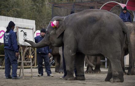 Yumeka, l'elefante pittore 2