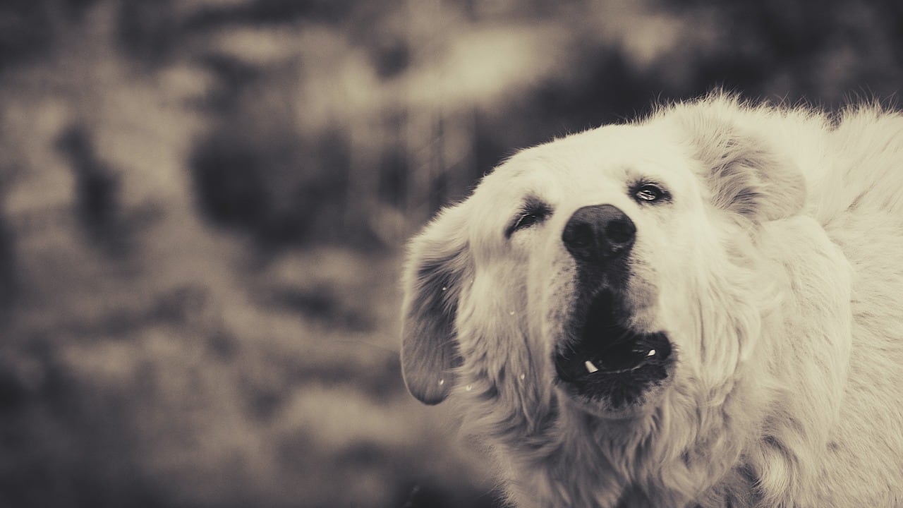 Sbranata dal proprio cane, tragedia a Pesaro Urbino. Morta una donna