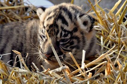 La cucciola di tigre di Sumatra nata al Bioparco 2