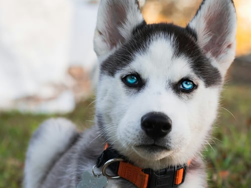 Allenatori e cani