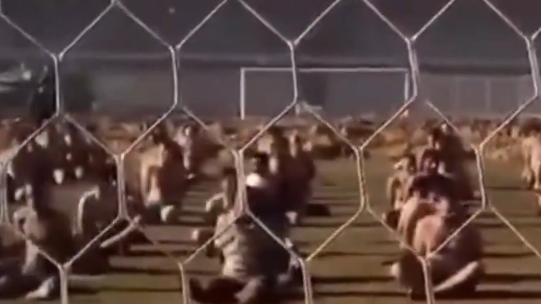 Detenuti ed ex ostaggi: ecco l'orrore della guerra