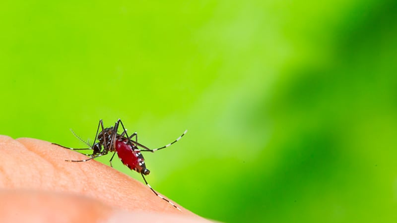 Virus Usutu in Italia. Scatta l'allarme: ecco cosa sappiamo