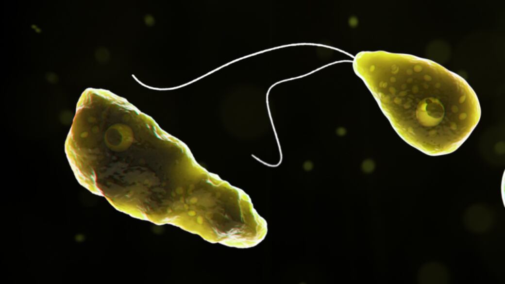 L'ameba mangia il cervello del 13enne. Così un tuffo nel lago può uccidere