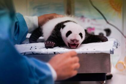 Belgio, i panda gemelli nati al Pairi Daiza 5