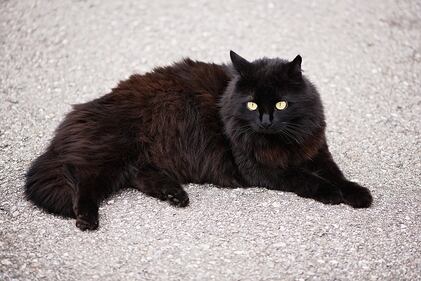 Gatto nero, foto 16