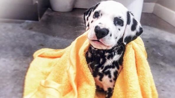 Wiley, il cucciolo Dalmata col naso a forma di cuore che fa impazzire il web