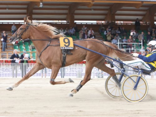Ippica, rapita Unicka: stella del trotto ed erede di Varenne
