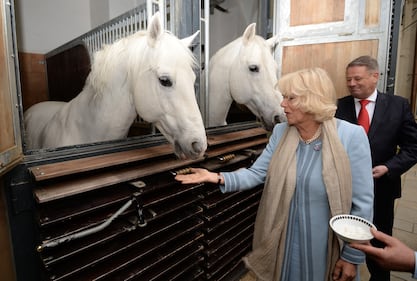 Carlo e Camilla alla Scuola di equitazione spagnola di Vienna 7