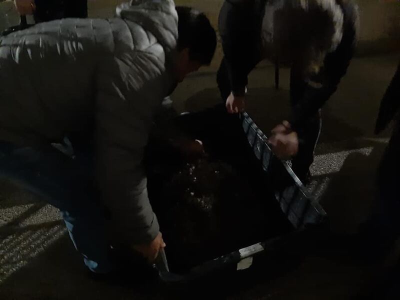 Barletta, il recupero della caretta caretta trovata in campagna 3