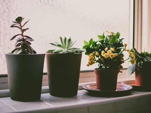 Cinque piante da interno che purificano l’aria