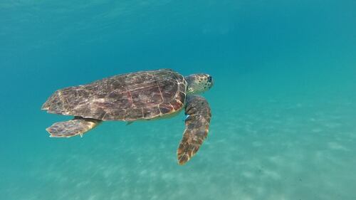 Liberata in mare la tartaruga Caretta caretta Federica. Era ferita e piena di plastica 4