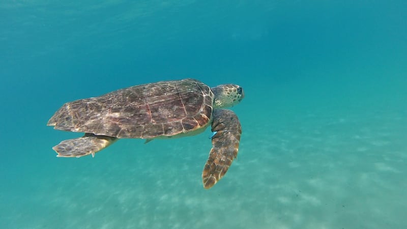 Liberata in mare la tartaruga Caretta caretta Federica. Era ferita e piena di plastica 4