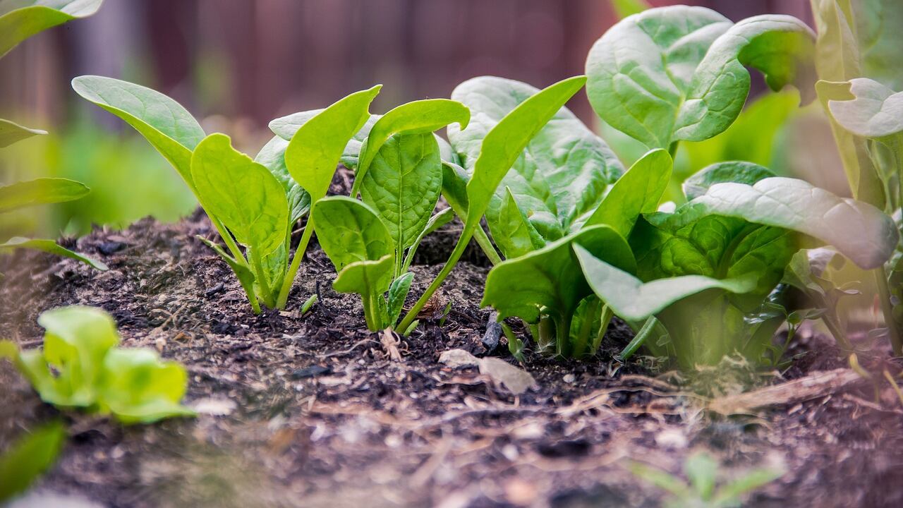Spinaci, proprietà, benefici e falsi miti