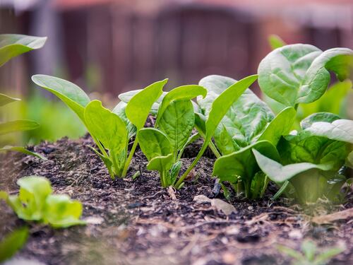 Spinaci, proprietà, benefici e falsi miti
