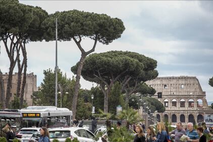 Le meraviglie di Roma: i pini marittimi in città 16