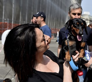 La "Sausage Walk" a Milano: sfilano i bassotti 7