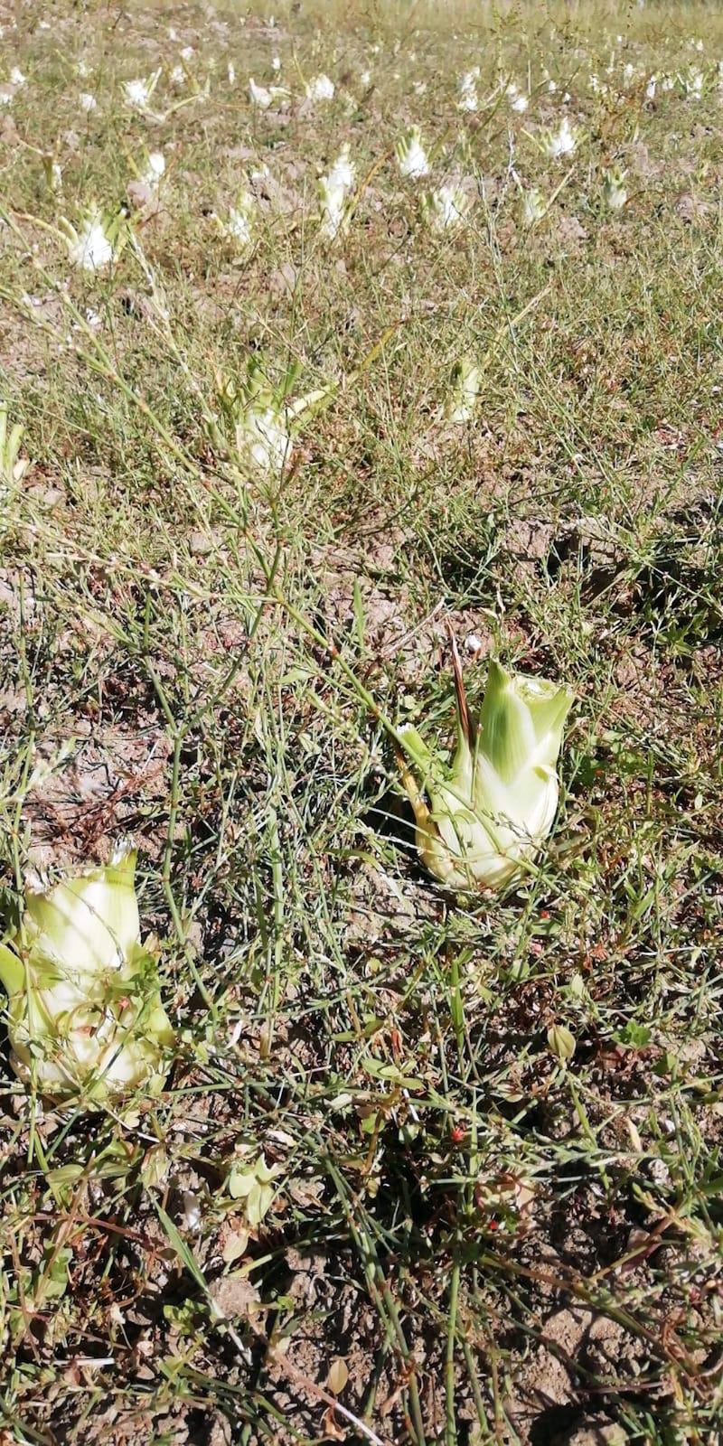 Cavallette in Sardegna: a rischio 50mila ettari di terreno 1
