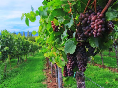 Parte la vendemmia, anticipo record