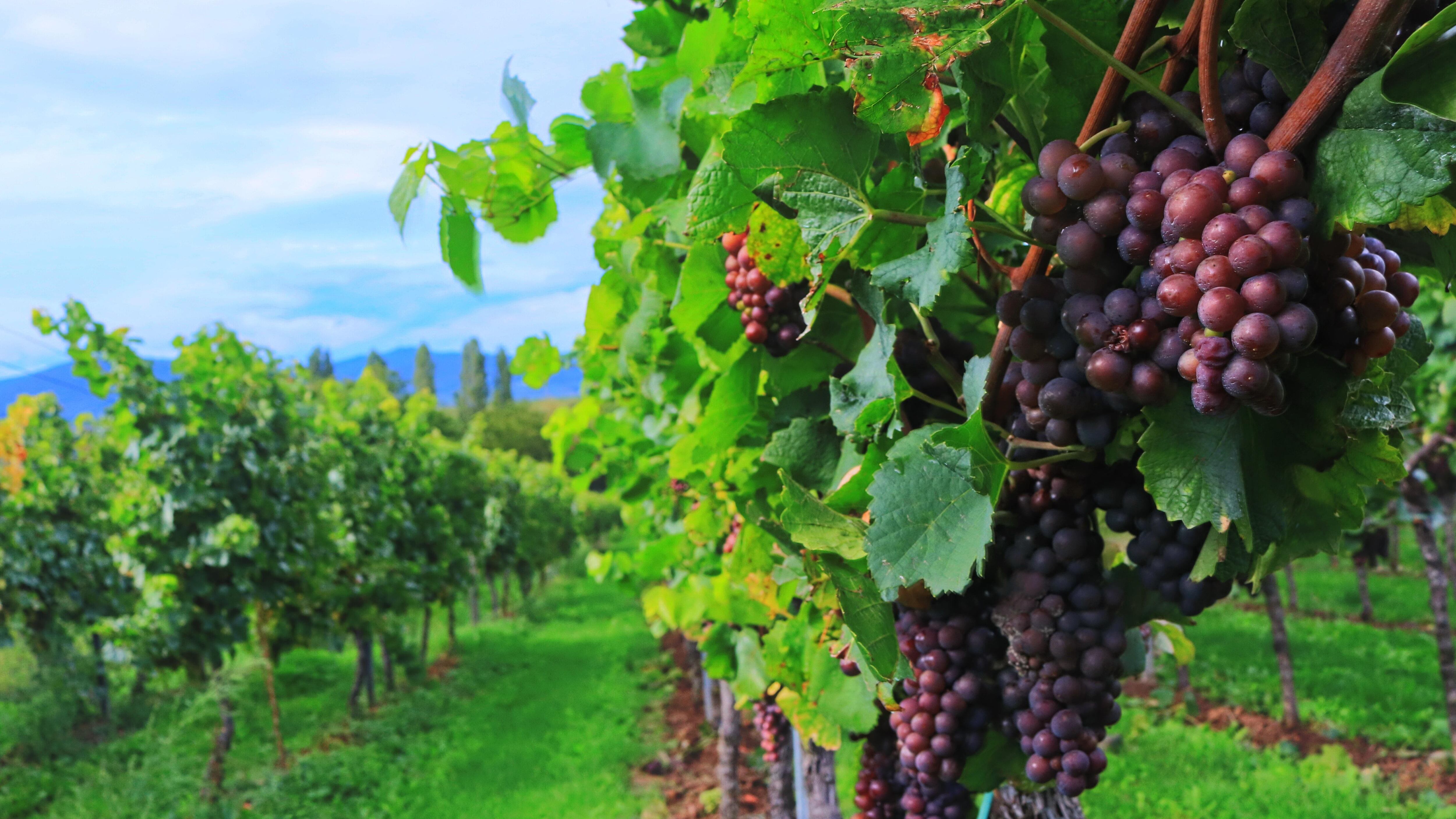 Parte la vendemmia, anticipo record