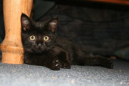 Gatto nero, foto 37