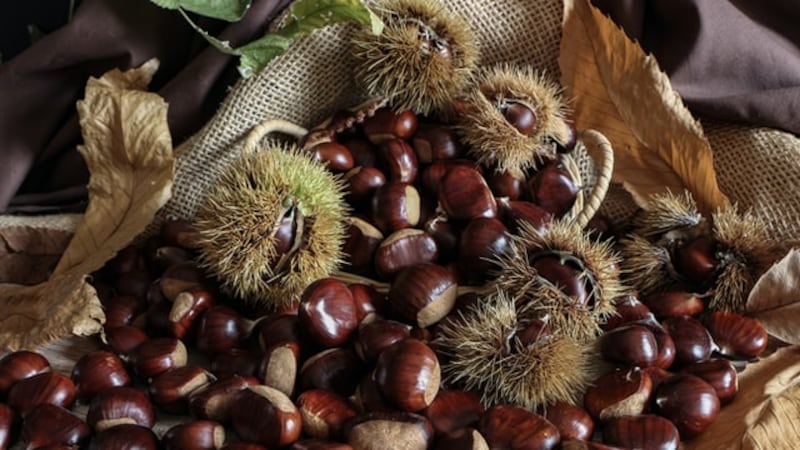 Castagne