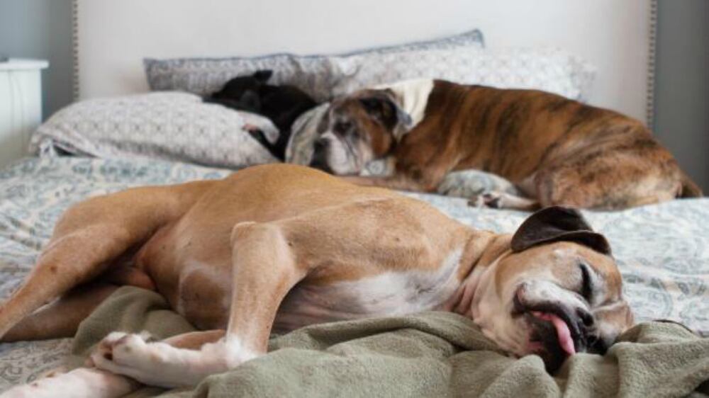 Il cane nel nostro letto ci fa dormire meglio (ma sopra le coperte)