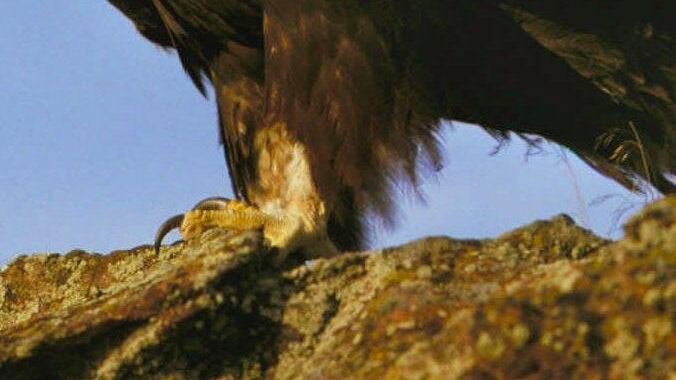 Il miliardario killer dei rapaci nel mirino degli animalisti inglesi