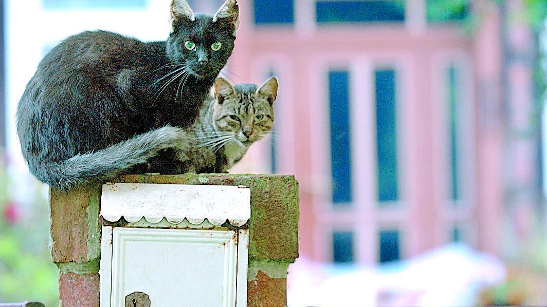 I gatti danno fastidio? Murati vivi