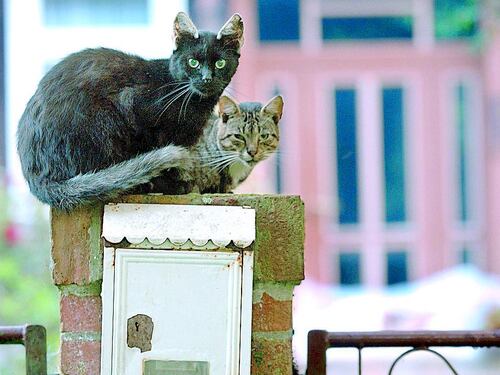 I gatti danno fastidio? Murati vivi