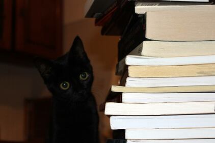 Gatto nero, foto 32