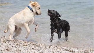 Quelle spiaggie "no dog" offendono il buonsenso