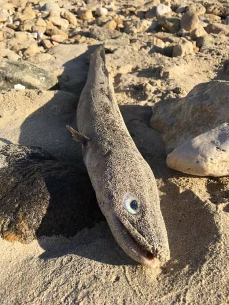 Carcasse di pesci sulla spiaggia in provincia di Taranto 3