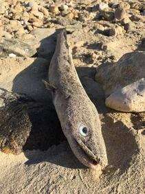 Carcasse di pesci sulla spiaggia in provincia di Taranto 3
