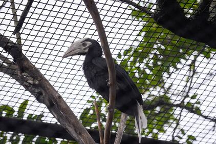 I Palaean hornbill, gli uccelli vulnerabili allevati allo zoo di Wroclaw 6