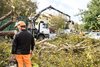 Maltempo Roma, alberi caduti dopo il temporale di ieri 3