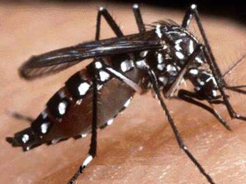 Brasile, paura per il virus Zika che causa microcefalia