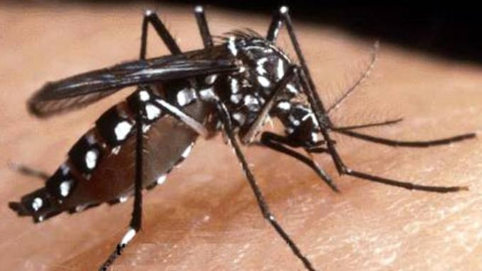 Zika, quattro casi in Veneto