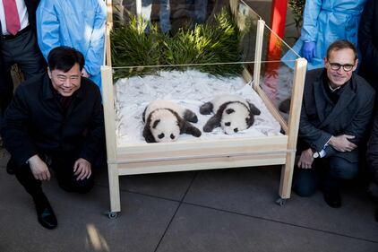 Lo zoo di Berlino presenta due cuccioli di panda giganti "Meng Yuan" e "Meng Xiang" 8