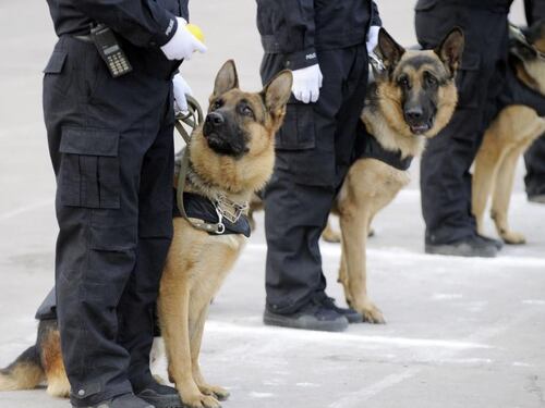 Monza, consigliere Pd critica il nome "fascista" del cane poliziotto