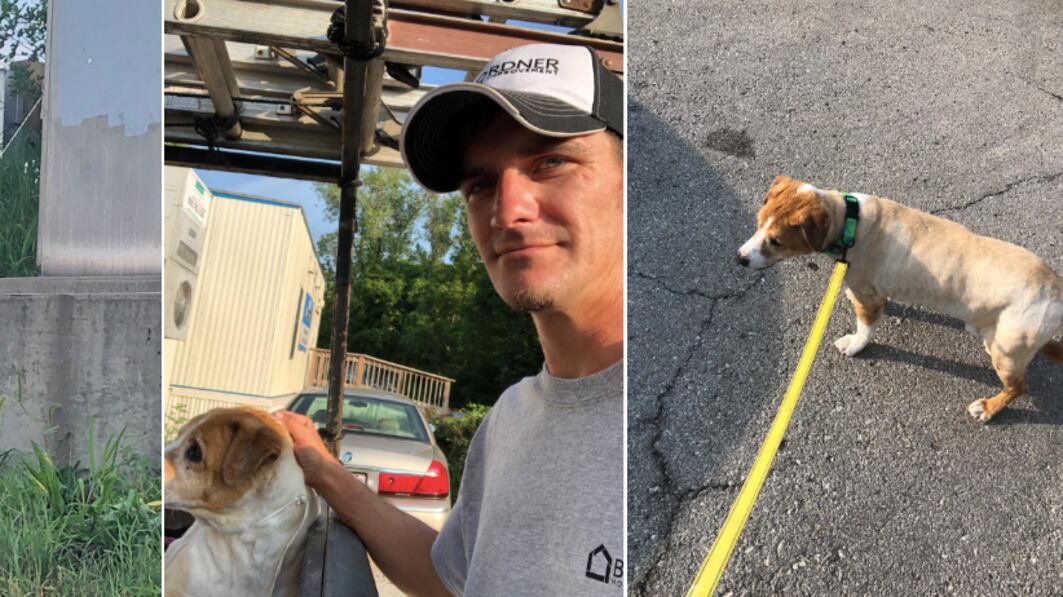 Cane legato col cavo elettrico: salvato da un uomo