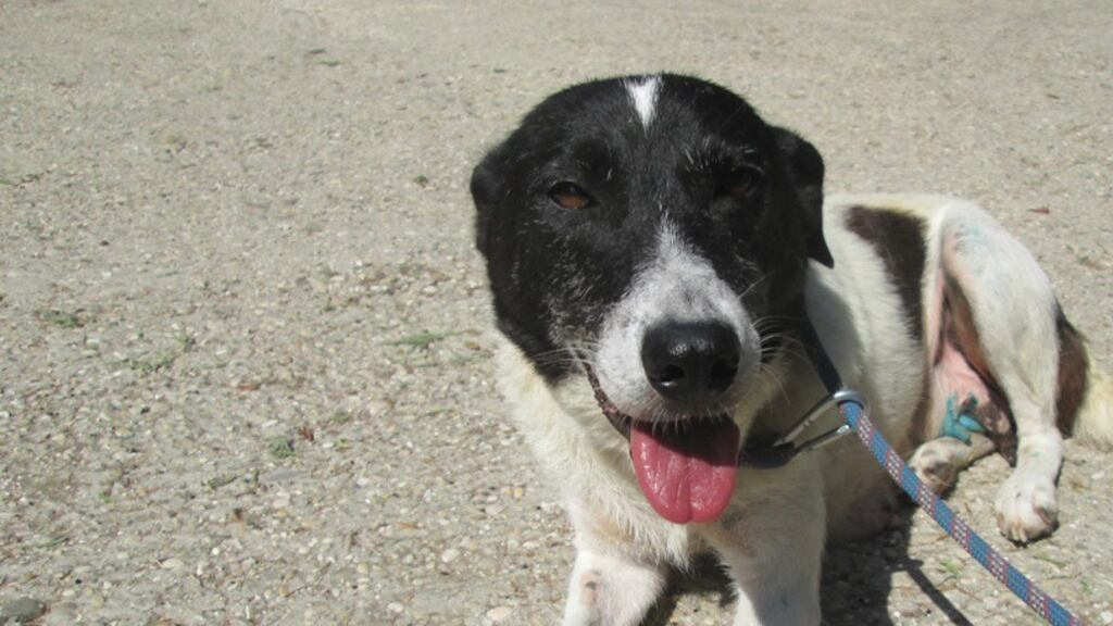 Lite tra africani, uno dei due getta il cane dalla tromba delle scale