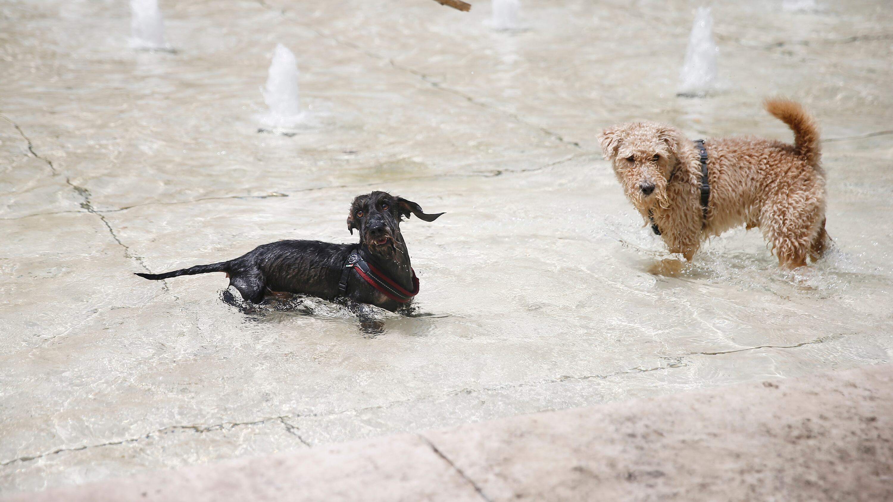 Mariti attenti, ora lo dice anche una ricerca: le donne dormono meglio con un cane nel letto