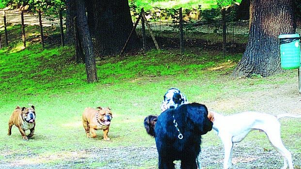 All'Idroscalo la festa dei cani