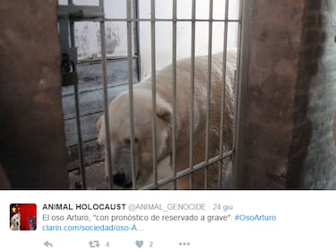 Morto Arturo, l'orso più triste del mondo 7